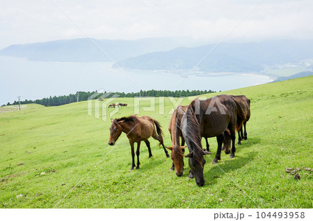 都井岬 御崎馬 都井岬 御崎馬 104493958