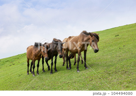 都井岬　御崎馬 104494080