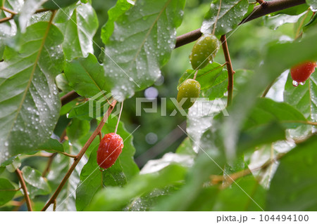 ナツグミ 104494100