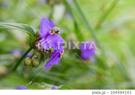 梅雨のツユクサ 104494101