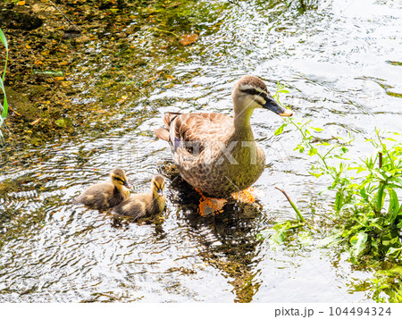初夏の清らかな湧水の矢川緑地（立川市）のカモの親子がいる風景　東京の名湧水57選 104494324