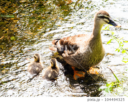 初夏の清らかな湧水の矢川緑地（立川市）のカモの親子がいる風景　東京の名湧水57選 104494325