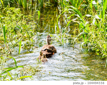 初夏の清らかな湧水の矢川緑地（立川市）のカモの親子がいる風景　東京の名湧水57選 104494338