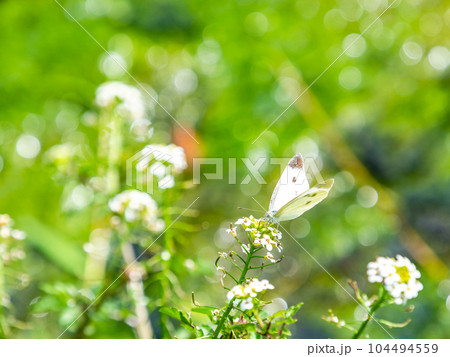 初夏の清らかな湧水の矢川緑地（立川市）のモンシロチョウのいる風景　東京の名湧水57選 104494559