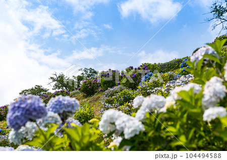 埼玉県皆野町　美の山公園あじさい園 104494588