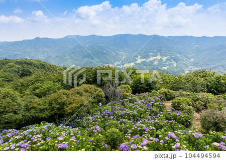 埼玉県皆野町　美の山公園あじさい園 104494594