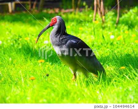 草むらで遠くを眺める朱鷺 104494614