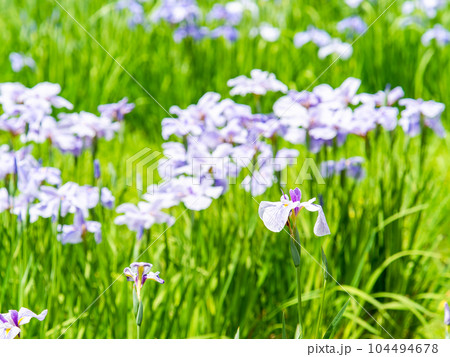 爽やかな初夏の景色 カラフルで華やかな満開の花菖蒲 爽やかな初夏の景色 カラフルで華やかな満開の花菖蒲 104494678