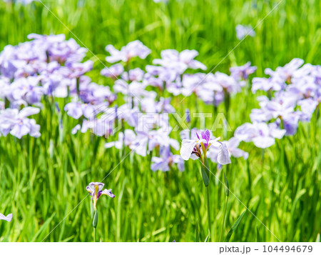 爽やかな初夏の景色 カラフルで華やかな満開の花菖蒲 爽やかな初夏の景色 カラフルで華やかな満開の花菖蒲 104494679