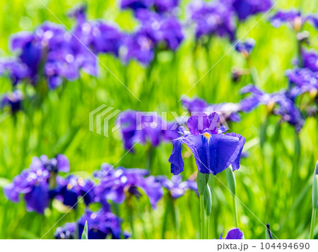 爽やかな初夏の景色　カラフルで華やかな満開の花菖蒲 104494690