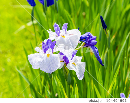 爽やかな初夏の景色　カラフルで華やかな満開の花菖蒲 104494691