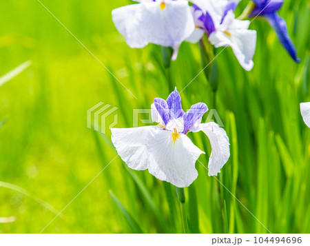 爽やかな初夏の景色　カラフルで華やかな満開の花菖蒲 104494696