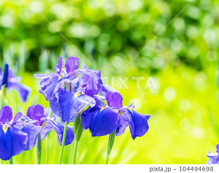 爽やかな初夏の景色　カラフルで華やかな満開の花菖蒲 104494698