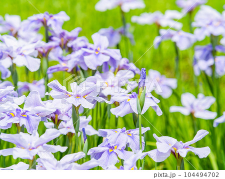 爽やかな初夏の景色　カラフルで華やかな満開の花菖蒲 104494702