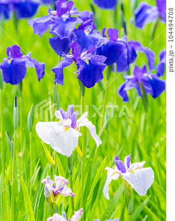 爽やかな初夏の景色 カラフルで華やかな満開の花菖蒲 爽やかな初夏の景色 カラフルで華やかな満開の花菖蒲 104494708