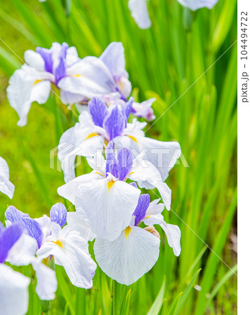 爽やかな初夏の景色 カラフルで華やかな満開の花菖蒲 爽やかな初夏の景色 カラフルで華やかな満開の花菖蒲 104494722