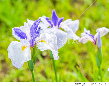 爽やかな初夏の景色 カラフルで華やかな満開の花菖蒲 爽やかな初夏の景色 カラフルで華やかな満開の花菖蒲 104494723