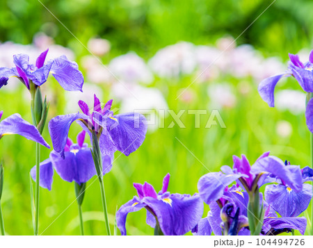爽やかな初夏の景色　カラフルで華やかな満開の花菖蒲 104494726