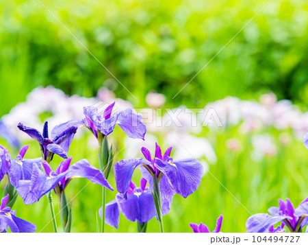 爽やかな初夏の景色　カラフルで華やかな満開の花菖蒲 104494727