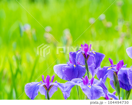 爽やかな初夏の景色 カラフルで華やかな満開の花菖蒲 爽やかな初夏の景色 カラフルで華やかな満開の花菖蒲 104494730