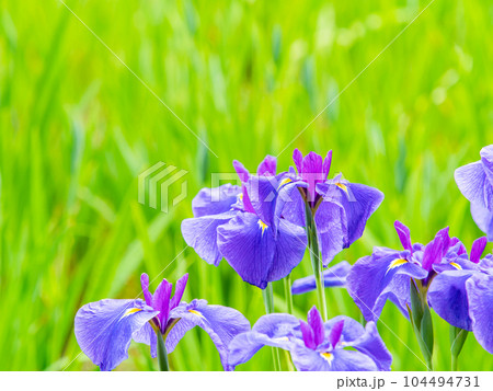 爽やかな初夏の景色 カラフルで華やかな満開の花菖蒲 爽やかな初夏の景色 カラフルで華やかな満開の花菖蒲 104494731