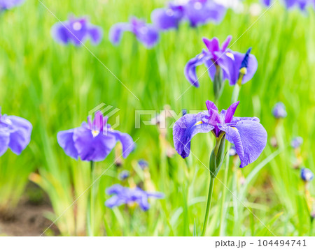 爽やかな初夏の景色 カラフルで華やかな満開の花菖蒲 爽やかな初夏の景色 カラフルで華やかな満開の花菖蒲 104494741