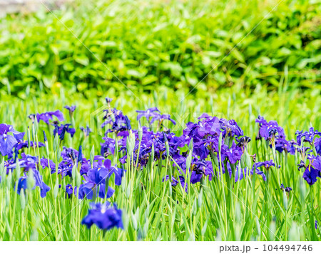爽やかな初夏の景色 カラフルで華やかな満開の花菖蒲 爽やかな初夏の景色 カラフルで華やかな満開の花菖蒲 104494746