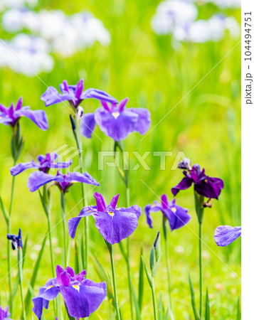 爽やかな初夏の景色 カラフルで華やかな満開の花菖蒲 爽やかな初夏の景色 カラフルで華やかな満開の花菖蒲 104494751