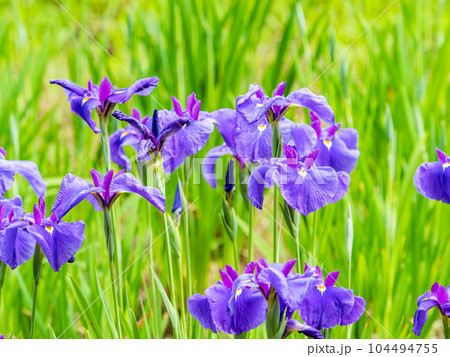 爽やかな初夏の景色　カラフルで華やかな満開の花菖蒲 104494755