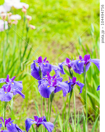 爽やかな初夏の景色 カラフルで華やかな満開の花菖蒲 爽やかな初夏の景色 カラフルで華やかな満開の花菖蒲 104494756