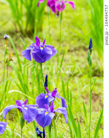 爽やかな初夏の景色 カラフルで華やかな満開の花菖蒲 爽やかな初夏の景色 カラフルで華やかな満開の花菖蒲 104494757