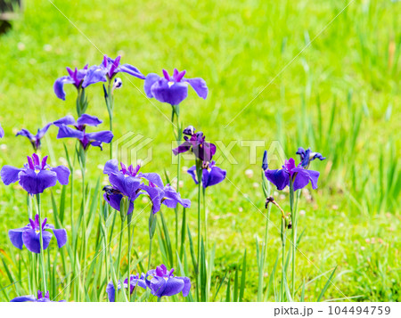 爽やかな初夏の景色　カラフルで華やかな満開の花菖蒲 104494759