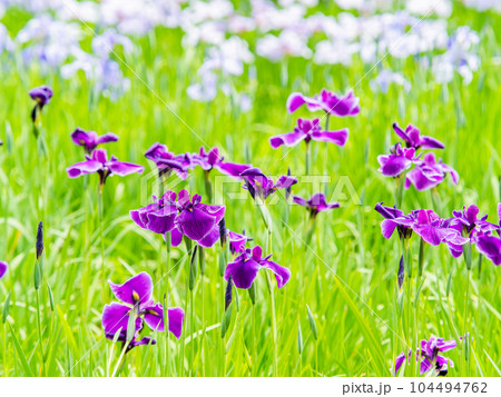 爽やかな初夏の景色　カラフルで華やかな満開の花菖蒲 104494762