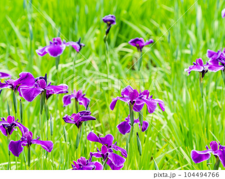 爽やかな初夏の景色　カラフルで華やかな満開の花菖蒲 104494766