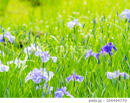 爽やかな初夏の景色 カラフルで華やかな満開の花菖蒲 爽やかな初夏の景色 カラフルで華やかな満開の花菖蒲 104494770