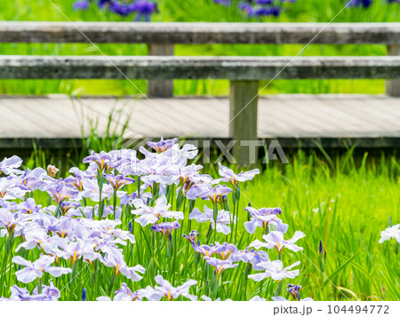 爽やかな初夏の景色　カラフルで華やかな満開の花菖蒲 104494772