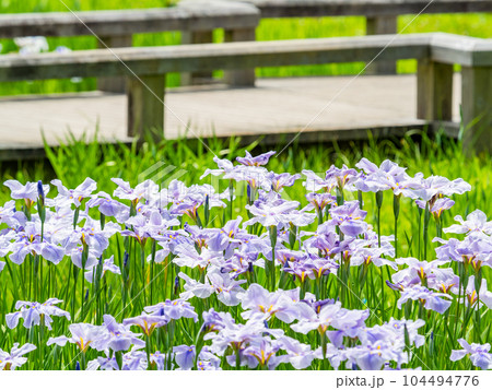 爽やかな初夏の景色　カラフルで華やかな満開の花菖蒲 104494776