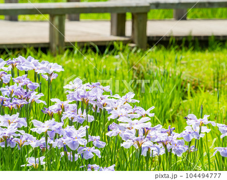 爽やかな初夏の景色　カラフルで華やかな満開の花菖蒲 104494777