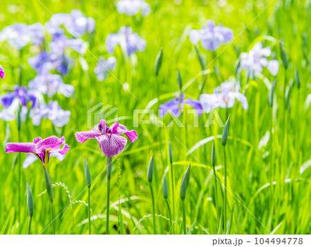 爽やかな初夏の景色　カラフルで華やかな満開の花菖蒲 104494778