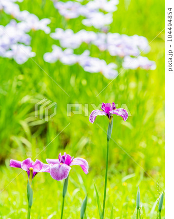 爽やかな初夏の景色　カラフルで華やかな満開の花菖蒲 104494854