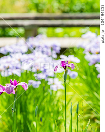 爽やかな初夏の景色 カラフルで華やかな満開の花菖蒲 爽やかな初夏の景色 カラフルで華やかな満開の花菖蒲 104494855