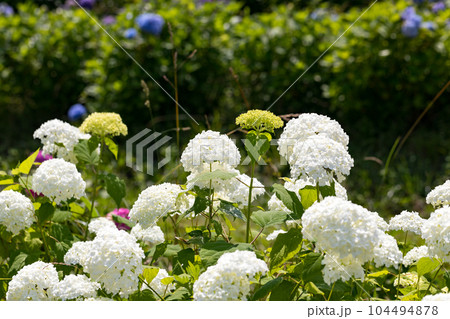 埼玉県皆野町 美の山公園あじさい園 埼玉県皆野町 美の山公園あじさい園 104494878