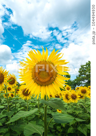 夏の青空の下に咲くひまわり 104494930
