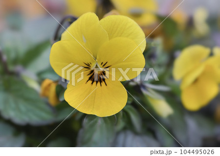 黄色のビオラの花 黄色のビオラの花 104495026