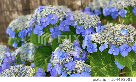 満開の額紫陽花〈形原温泉あじさいの里/愛知県蒲郡市〉 104495085