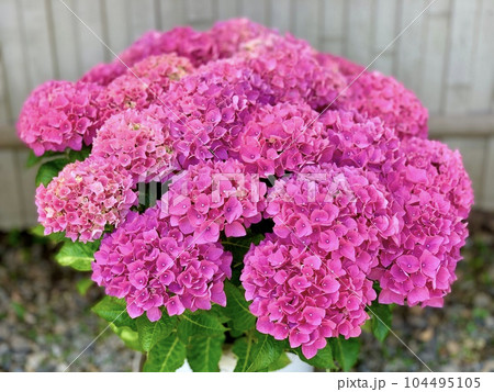 満開の西洋あじさい(ハワイアンピンク)〈形原温泉あじさいの里/愛知県蒲郡市〉 104495105