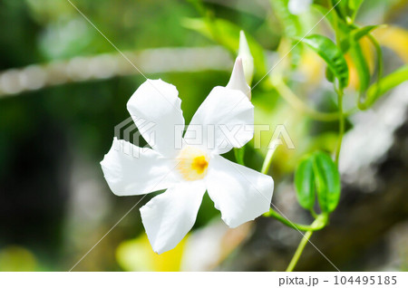 ipladenia or Mandevilla x amabilis or Hort Buck or Alice du Pont or Apocynaceae plant or white flower ipladenia or Mandevilla x amabilis or Hort Buck or Alice du Pont or Apocynaceae plant or white flower 104495185