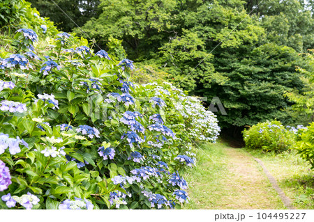 埼玉県皆野町 美の山公園あじさい園 埼玉県皆野町 美の山公園あじさい園 104495227
