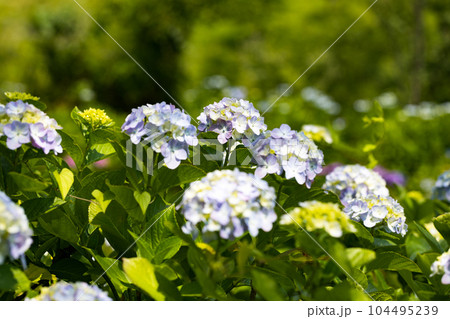 埼玉県皆野町　美の山公園あじさい園 104495239