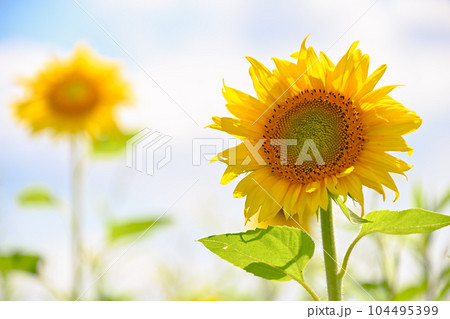 夏の花ひまわり 104495399